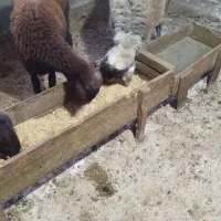 گوسفند نر هشت ماهه|حیوانات مزرعه|آق قلا, |دیوار