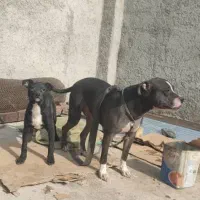 سگ پیتبول معاوضه|سگ|قصرشیرین, |دیوار