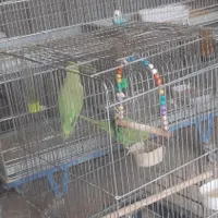 شاه طوطی جوانه|پرنده|سراوان, |دیوار