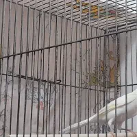 قناری جفت نر ماده اماده|پرنده|سیرجان, |دیوار