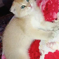 اسکاتیش گلد(فروش)|گربه|ارومیه, |دیوار