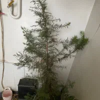 گل شاداب و جوان
