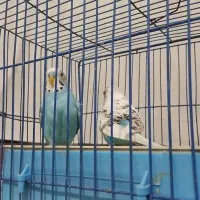 مرغ عشق|پرنده|مرودشت, تخت جمشید|دیوار