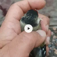 سهره زاغ دورگ|پرنده|قائم‌شهر, |دیوار