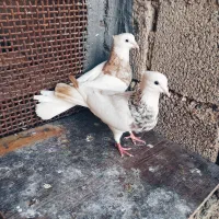 کبوتر