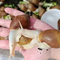حلزون آچاتینا