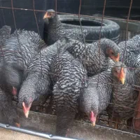 خروس امروک