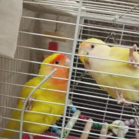 یک جفت طوطی برزیلی خوش رنگ (کارداده)|پرنده|تهران, اتابک|دیوار