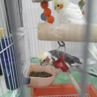 عروس هلندی|پرنده|شبستر, |دیوار