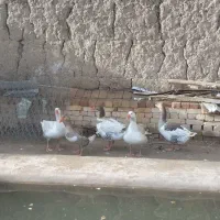 غازمحلی۵ عدد۷ تومن