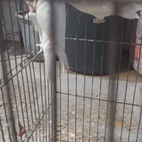 طوطی برزیلی امیدیه