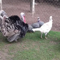 بوقلمون نر و جوجه اردک محلی فومن|حیوانات مزرعه|ماکلوان, |دیوار