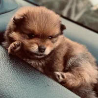 پام پودل، خــ. رسی رـوباهی، از 3900|سگ|تهران, توحید|دیوار