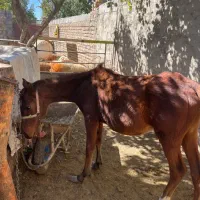 کره اسب مادیون|اسب و تجهیزات اسب‌سواری|الیگودرز, |دیوار