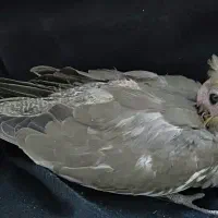 فنچ و قناری و عروس هلندی جوجه و جفت|پرنده|شیراز, شهرک سراج‎|دیوار