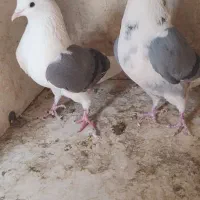 کفتر یا کبوتر|پرنده|قرچک, شهرک گلها|دیوار