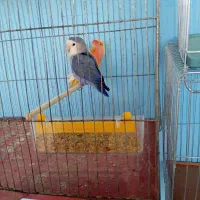 طوطی برزیلی|پرنده|ماهان, |دیوار