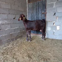 بز ماده شیری