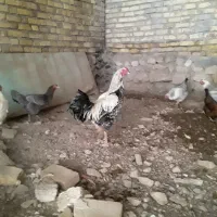 دو عدد خروس یکی لاری یکیش هم رسمی|پرنده|آوج, |دیوار