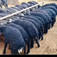 میش و بره|حیوانات مزرعه|لالجین, |دیوار