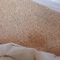 بذرگندم دیم رقم صدرا