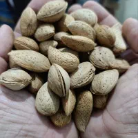 بادام سنگی