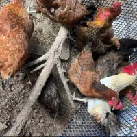 مرغ و خروس