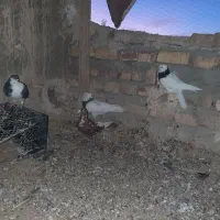 کبوتر فروشی معامله هم میشن