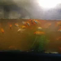 ماهی قرمز|ماهی|نجف‌آباد, شریعتی|دیوار