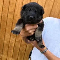 ۴عدد ژرمن اصیل شولاین۲ماهه واگذاری رایگان