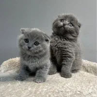 شهر گربه اسکاتیش بلو /شهرک غرب