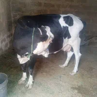 گاو آلمانی جهت معاوضه