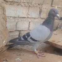 یک کبوتر سبز  دو خط ماده