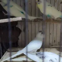 گرینچیک.عروس . خورشیدی.برزیلی.مرغ عشق|پرنده|محمدشهر, محمدشهر|دیوار