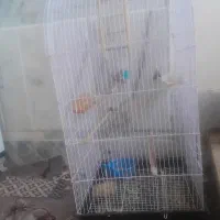 جفت فنچ سالم با قفس