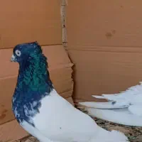 کفتر. کله. سیا. برا قرعه