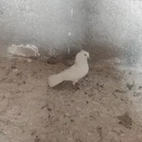 تهرونی سفید کاکلی مهر