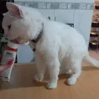 وگذاری رایگان گربه