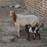 میش بره دار