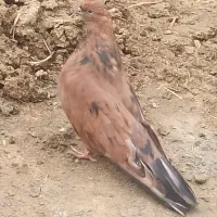 سرورماده|پرنده|انزل, |دیوار