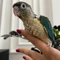 گرینچیک سانچیک، ردچیک، تراکوییس یلوساید، دایلوت