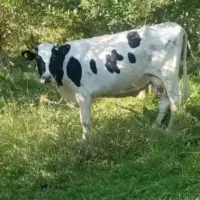 گاو شیری حامله با گوساله ماده