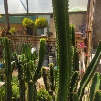 کاکتوس افوربیا