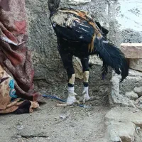 خروس لاری
