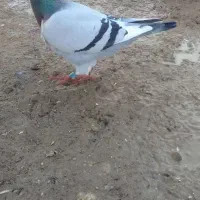 کبوتر پلاکی