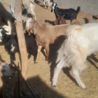 تعدادی کهره ماده پازن