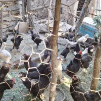 مرغ مرندی مشکی پاپر