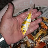 پخش ماهی کوی سوپر بالا در اصفهان|ماهی|خمینیشهر, |دیوار