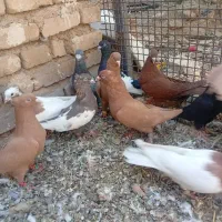 کفتر طوقی دم سفید|پرنده|شیراز, قلات|دیوار