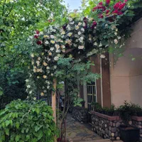 اجاره روزانه/هفتگی/ماهانه ویلا ۸۰۰ متری